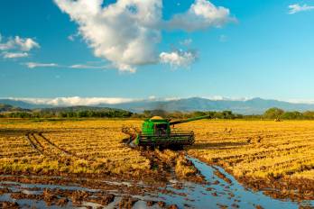 Cultivo de arroz en Chiriquí.