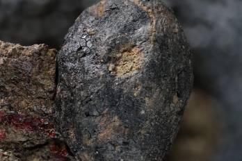 Fruto de Cocosoideae.