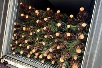 Cada contenedor tiene la capacidad de transportar entre 500 y 600 árboles cada uno.