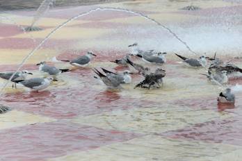 Varias especies de aves silvestres fueron captadas