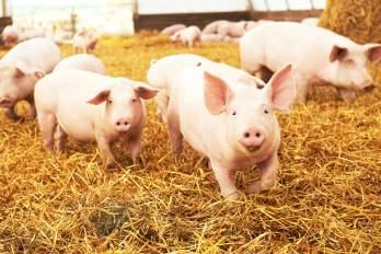 Desde 2018 se pasó de 543,000 animales sacrificados a 696,000 al cierre de 2025, un incremento que elevó la producción de carne de manera importante.