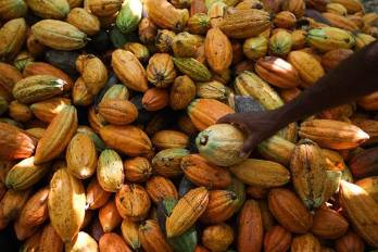 Fotografía de archivo que muestra frutos de cacao en una plantación en Sao Félix do Xingú, en el estado amazónico de Pará (Brasil).