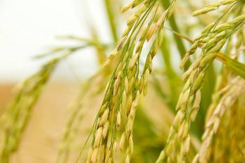 El monitoreo climático ante El Niño será clave para planificar el abastecimiento de arroz.