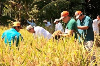 Productores nacionales cosechan arroz.