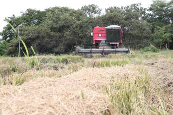 A pesar de los daños viales causados por el terremoto, los productores de arroz continúan en los campos realizando las labores de cosecha para garantizar el suministro nacional de grano.