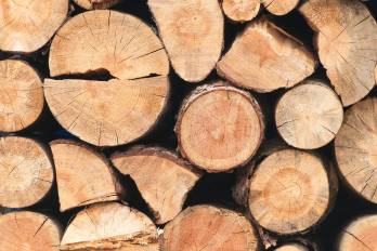 En 2024, Panamá exportó 6.500 contenedores de madera al mercado internacional.