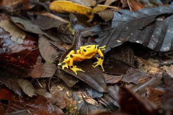Rana dorada panameña (Atelopus zeteki) recientemente liberada en su hábitat natural por el Proyecto de Rescate y Conservación de Anfibios de Panamá (PARC)
