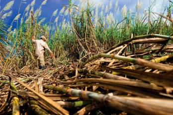 Un jornalero corta caña en un campo de producción del rubro. La caña de azúcar es uno de los principales rubros nacionales que se exportan a otros mercados.