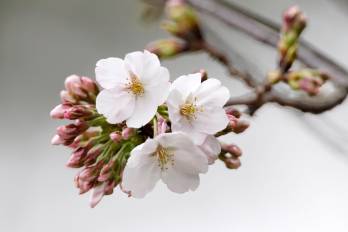 Flor de cerezo como las que se pueden apreciar en esta época en Washington.