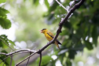 Panamá no es ajeno a un colapso ecológico