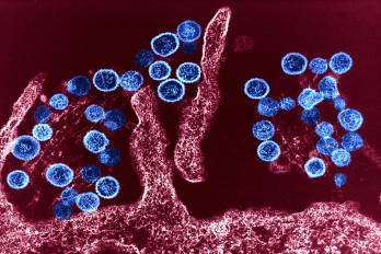 La variante de hantavirus que circula en el país es la conocida como ‘Choclo’, identificada en el año 2000.