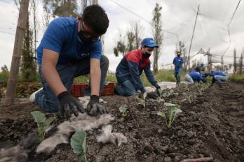 El cabello humano reciclado se utiliza en Xochimilco para ayudar a mitigar la contaminación de los canales y proteger los suelos de las chinampas.