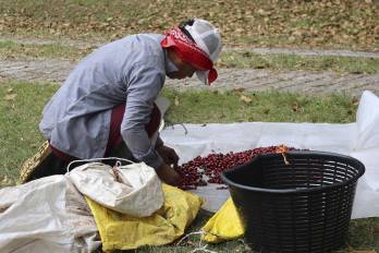 Fotografía del 12 de enero de 2026 de un indígena Ngäbe Buglé seleccionando granos de café, en Boquete.