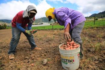 Productores cosecha papas en uno de los campos de producción de la provincia de Chiriquí.