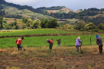 Las lluvias en Tierras Altas amenazan la cosecha de lechuga, zanahoria y apio, mientras que la producción de papa registra una abundante oferta garantizada.