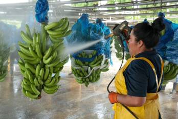 Chiquita en noviembre de 2025 había iniciado la firma de contratos directos con miras al reinicio de la producción y exportación de fruta en enero de 2026, y con la meta de contar con 5 mil trabajadores en febrero.