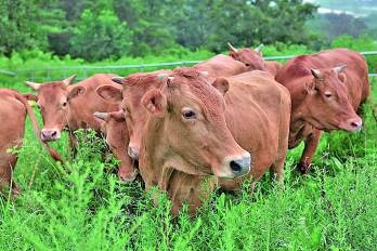El alza de la carne fue impulsada por el aumento en las cotizaciones de la carne de bovino y ovino.