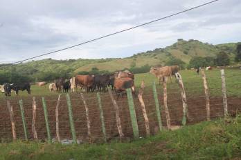 Los productores sí tienen quien le escriban