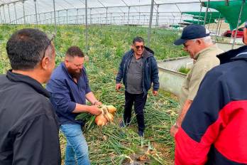 Productores de cebolla piden datos actualizados sobre producción y abastecimiento.