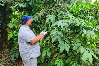 Un técnico inspecciona las condiciones de salud de los cultivos de café en Panamá Oeste.