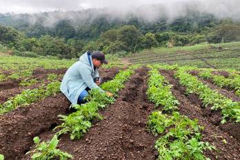 Técnicos del MIDA se desplazan a Boquete para evaluar posibles afectaciones.