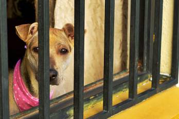 Perros, derechos y responsabilidad penal
