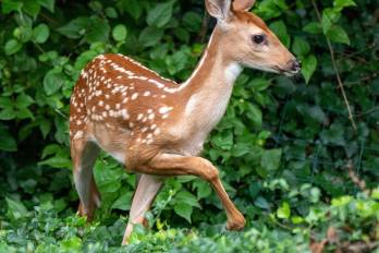 Fauna silvestre y paradigmas de conservación