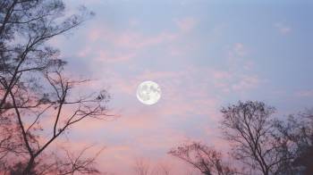Imagen ilustrativa de la luna en medio de un entorno rosado.