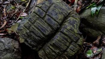 Parte de la madera fósil encontrada en Barro Colorado, esta pertenecía al bosque de manglares.