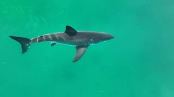 El año pasado hubo 69 ataques no provocados de tiburones, superando los 63 de 2022.