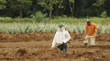 Agricultura 4.0 dará a Panamá más desarrollo y seguridad alimentaria