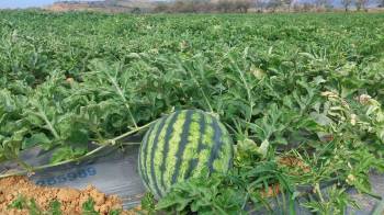 La sandía que se exportó a Holanda es de la variedad Quetzaly.