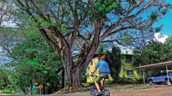 El árbol tiene 80 años.