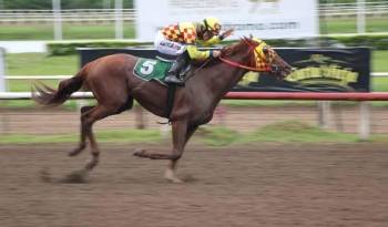 El nativo Triple Coronado ‘El Rojo’ será uno de los ejemplares nativos que saldrá a defender el elevaje criollo.