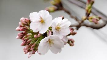 Flor de cerezo como las que se pueden apreciar en esta época en Washington.