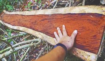El tráfico de la madera procedente de la tala ilegal se produce falsificando su origen mediante documentos falsos.