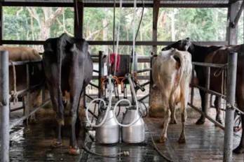 Los ganaderos piden restringir los productos sucedáneos.