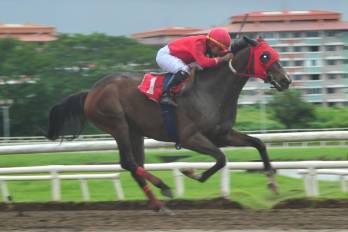 ‘Eagle In Love’ será la carta brava a batir en la magna prueba el hipismo panameño