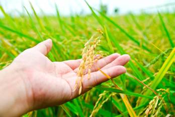 Panamá consume mensualmente 719,000 quintales de arroz en cáscara, volumen que los inventarios actuales cubren hasta el empalme de cosecha en agosto.