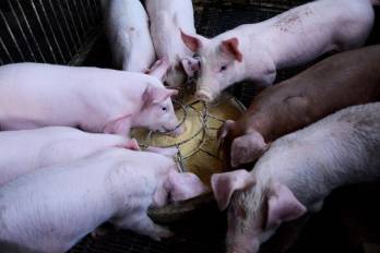 Rebelión de la granja o excedentes de porcinos y ausencia de mercado