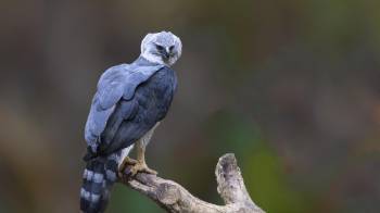 Águila Harpía