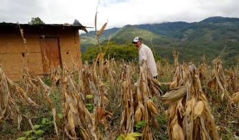 Imagen de archivo de un campesino caminando por una milpa de maíz afectada por falta de lluvia, en el cerro La Mora en el Municipio de Santa Lucía, del departamento de Francisco Morazán, en Honduras.
