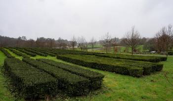 Una plantación de té ecológico en la localidad coruñesa de Paderne.