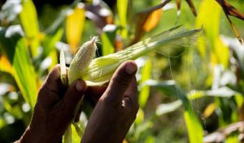 Steve Vigil, de 60 años, sostiene un trozo de maíz mientras explica su falta de crecimiento durante toda la temporada el 26 de septiembre de 2023 en Cundiyo, Nuevo México.