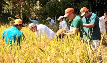Productores nacionales cosechan arroz.