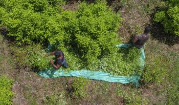 Vista aérea de raspachines (recolectores de hoja de coca) trabajando en un campo de hoja de coca cerca del municipio de Olaya Herrera, departamento de Nariño, Colombia