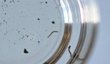 Fotografía de la larva del mosquito Aedes aegypti, responsable de la transmisión del dengue, el 24 de enero de 2024, en Brasilia (Brasil).