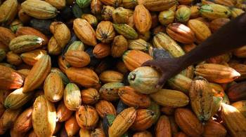 Fotografía de archivo que muestra frutos de cacao en una plantación en Sao Félix do Xingú, en el estado amazónico de Pará (Brasil).