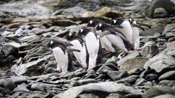 Vista de unos pingüinos en Chile. Aislados, sensibles, misteriosos e imprescindibles para el bienestar de las comunidades que los rodean, los bosques de algas de las aguas subantárticas que bañan el extremo sur de Chile son un centinela de excepción de la vulnerabilidad climática bajo aguas del principio del mundo.