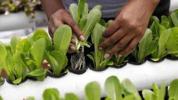 Fotografía de un cultivo de hortalizas y lechugas en una terraza de la comuna 13, el 1 de marzo de 2024, en Medellín.